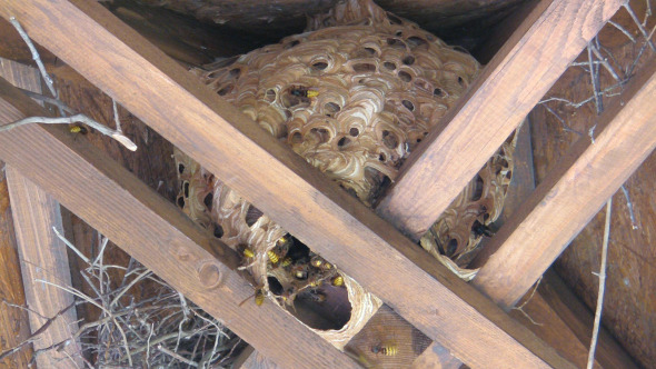 Wasp Nest alt