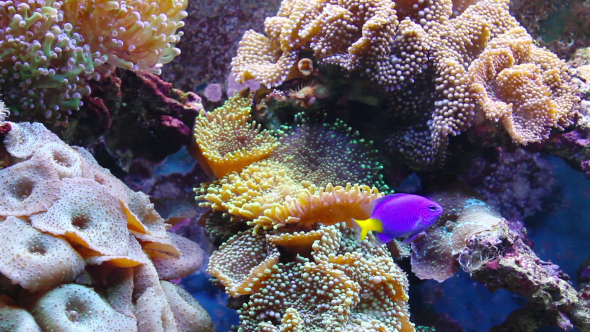 Aquarium With Fish And Corral alt