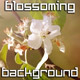 Blossoming Garden - VideoHive Item for Sale