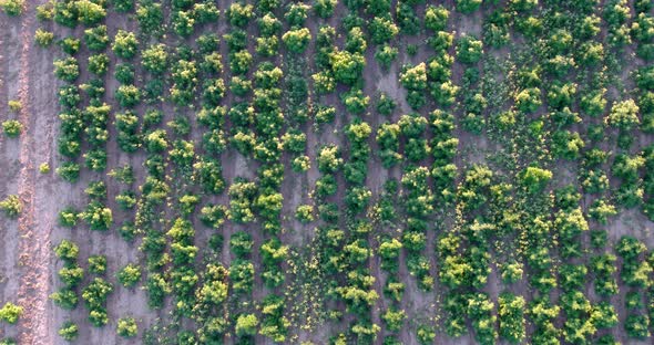 Drone drops toward hemp field with large plants getting near harvest. alt