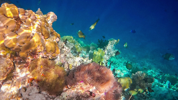 Coral Reef In The Maldives alt