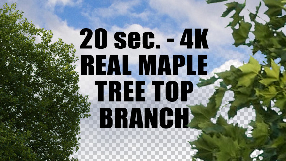 Real Maple Tree Top Branch 