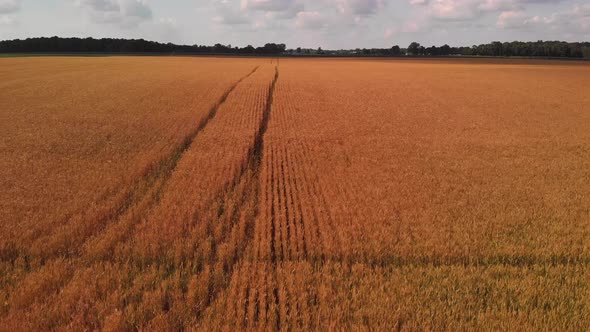  Aerial View Of Wheat Filds At Sunset alt