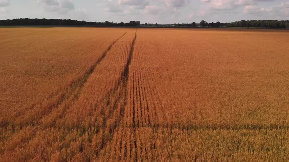  Aerial View Of Wheat Filds At Sunset