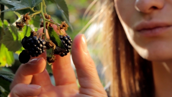 Woman Mouth Eating Blackberry alt