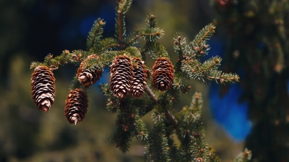 Several Cones On Spruce alt