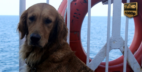 Golden Retriever Dog 