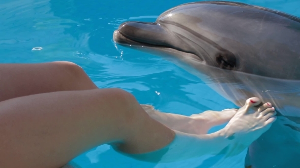 Young Girl Petting Bottlenose Dolphin