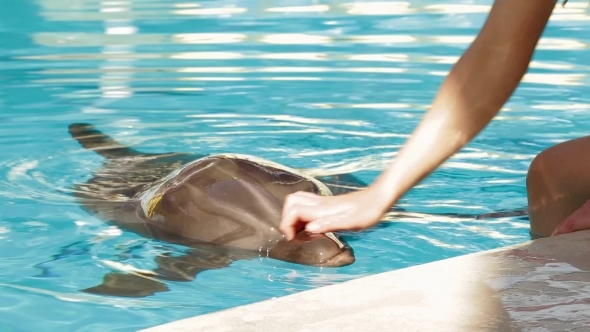 Human Hand Touching Dolphin In Pool