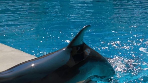 Two Bottlenose Dolphins Swimming In Pool