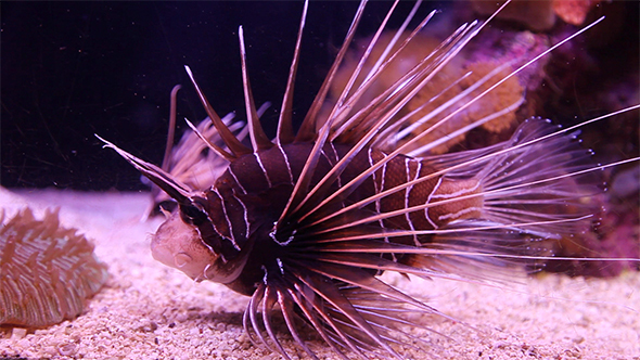 Clearfin Lionfish (Pterois antennata) alt