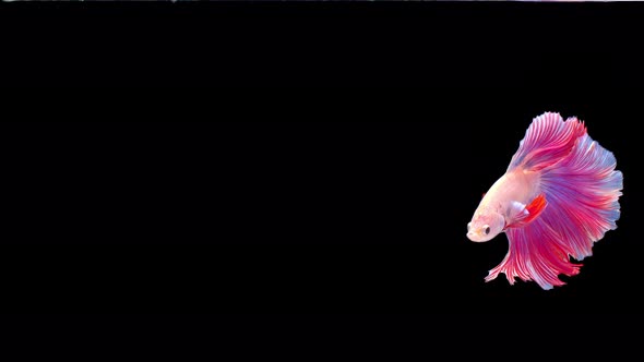 Siamese fighting fish (Betta splendens)
