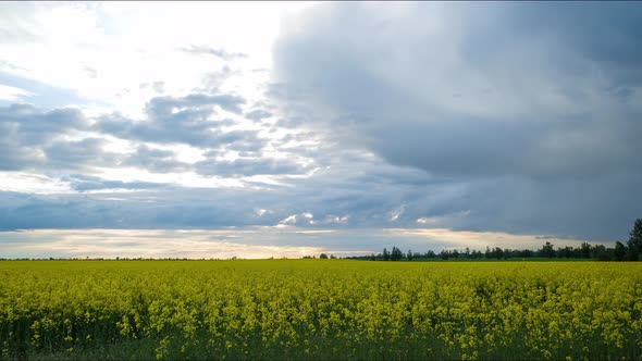 Timelapse Movement of Clouds Over a Rapeseed Field