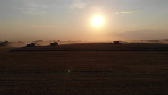 Harvest during summer sunset from the fields. Many combines harvesting wheat.