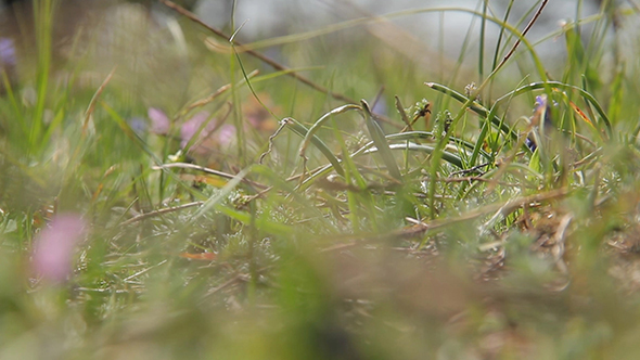 Spring Forest Ground