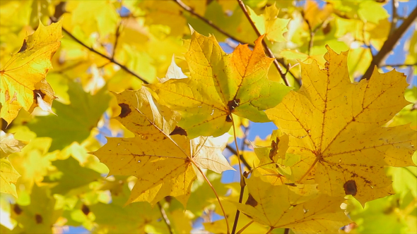 Yellow Maple Leaves In Autumn alt