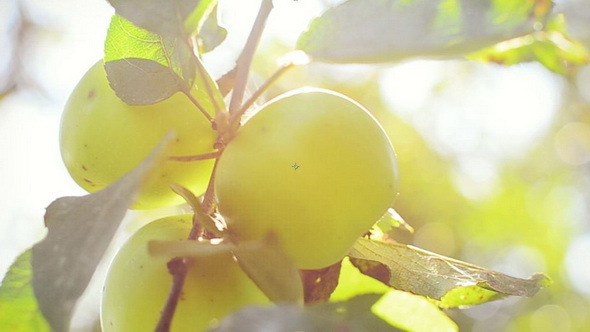Autumn Fresh Apple on Tree with Sun Leaks   