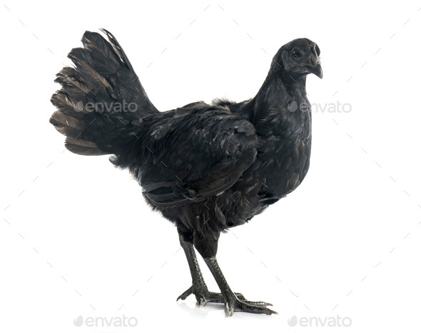 Ayam Cemani Chicken Stock Photo By Cynoclub Photodune