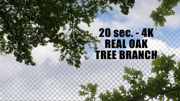 Real Oak Tree Branch with Alpha Channel