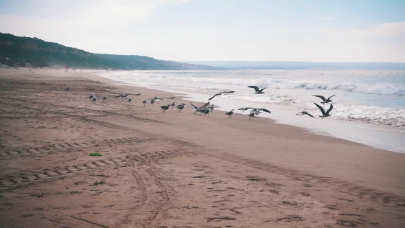 Seagulls Make Takeoff From The Ocean Beach alt