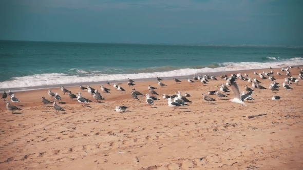 Seagulls Make Takeoff From The Ocean Beach alt
