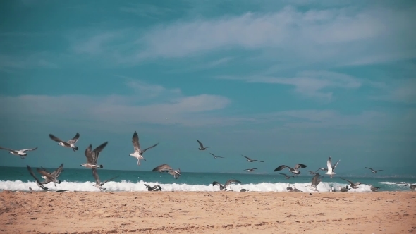 Seagulls Make Takeoff From The Ocean Beach alt