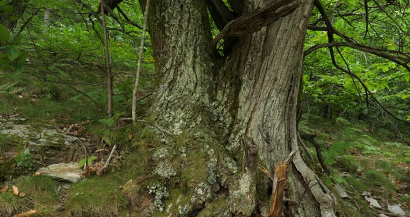 Chestnut tree. Bark covered with vegetal moss. The Cevennes National park, Lozere department, France alt