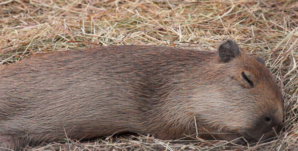 Animal Capybara alt