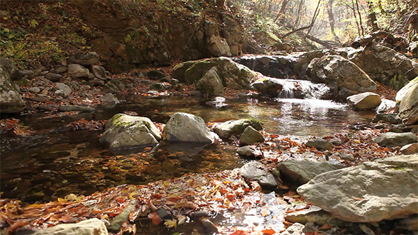 Autumn Forest River 2