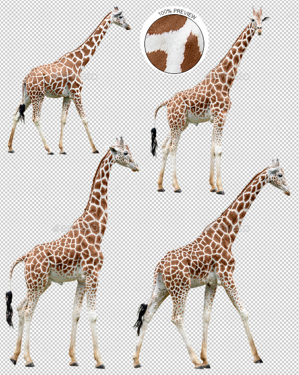 Collection of Giraffes in Various Poses - Nature & Animals Isolated Objects