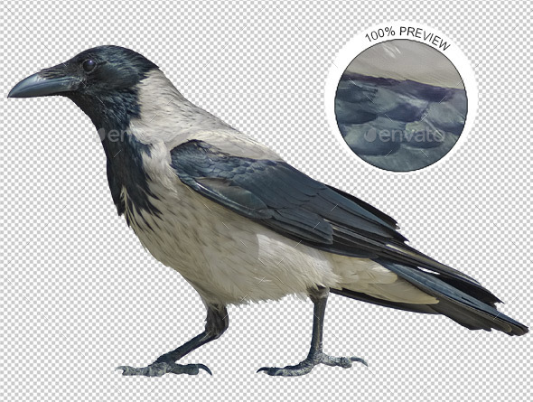 Hooded Crow Walking - Nature & Animals Isolated Objects