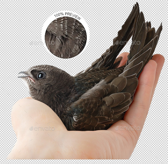 Bird in Human Hand - Nature & Animals Isolated Objects