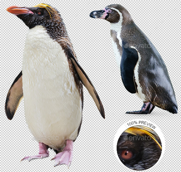 Two Penguins - Nature & Animals Isolated Objects
