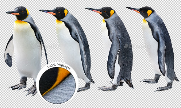 King Penguin in Various Poses - Nature & Animals Isolated Objects