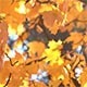 Orange Leaves in the Forest - VideoHive Item for Sale