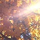 Leaves and Sun Beam - VideoHive Item for Sale