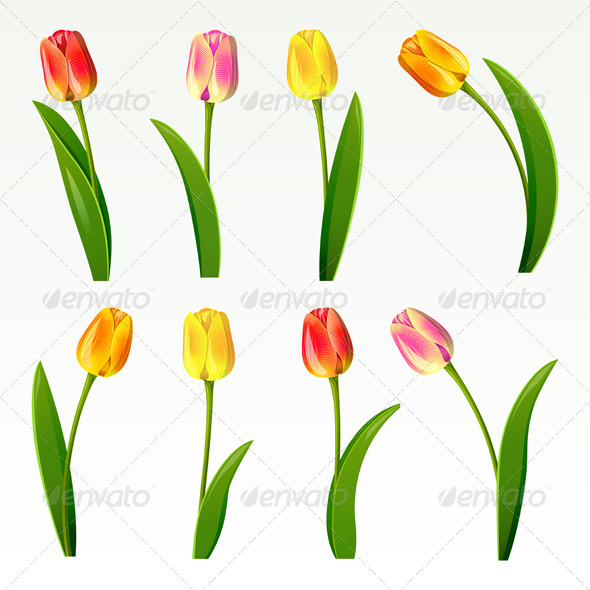 Tulips 