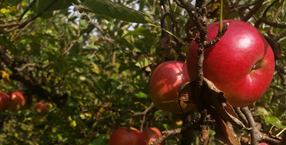Red Apple On Tree