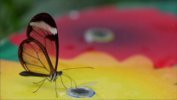 A Transparent Winged Butterfly