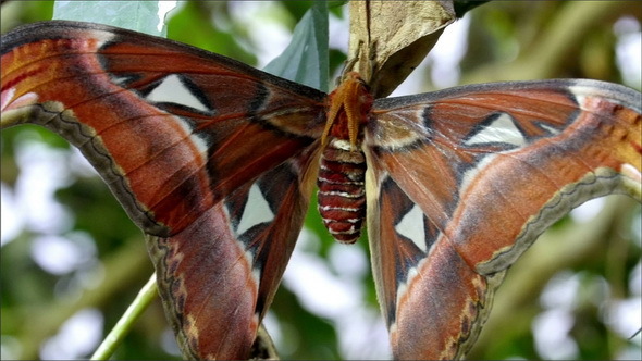 A Brown Red Butterfly Sticking on a Leaf
