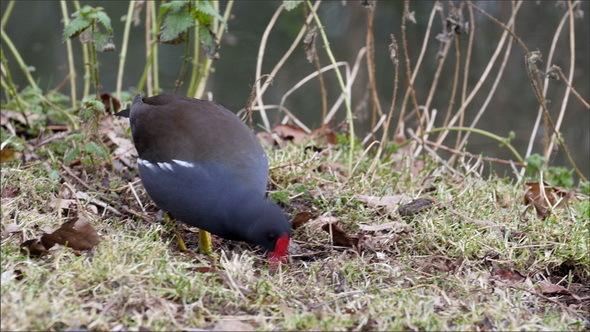 A Red Seal Coot Bird Clucking Something  