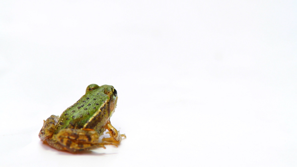 Little Frog Sitting Then Jumps alt