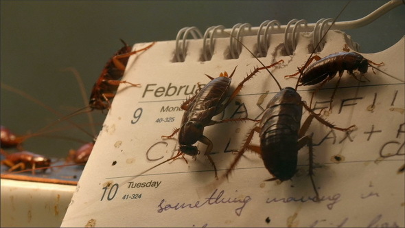 Lots of Dirty Cockroaches are on a Calendar