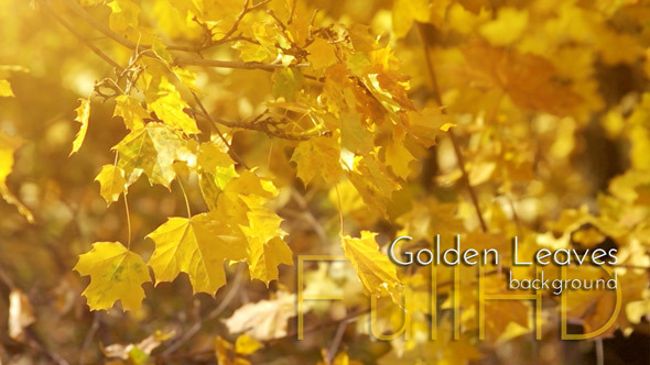 Golden Leaves alt