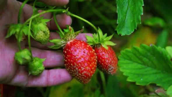 Fresh Juicy Strawberries In Hands