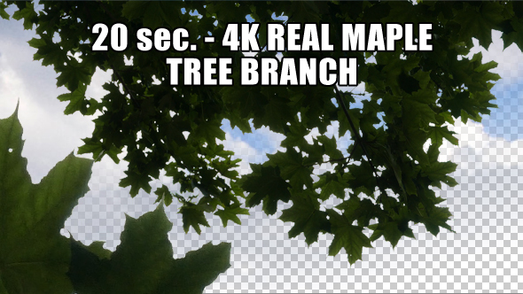 Real Maple Tree Branch with Alpha Channel
