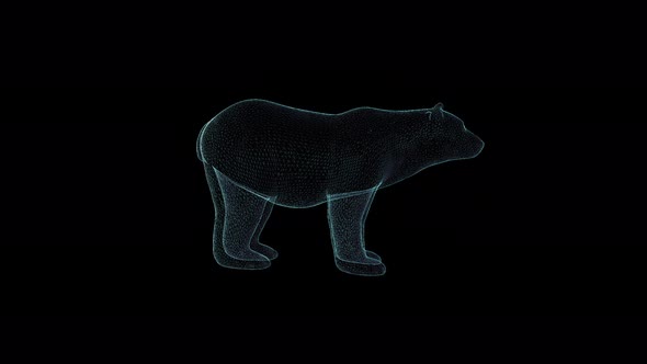3D Bear Hologram Wireframe