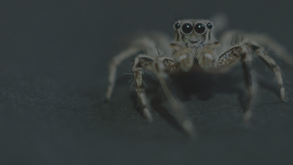 Jumping Spider alt