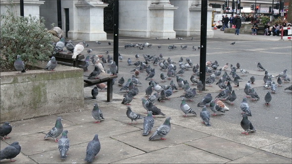 Flock of Pigeons on the Ground of a Park in London