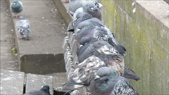 Lots of Pigeon Birds Standing on the Bench  